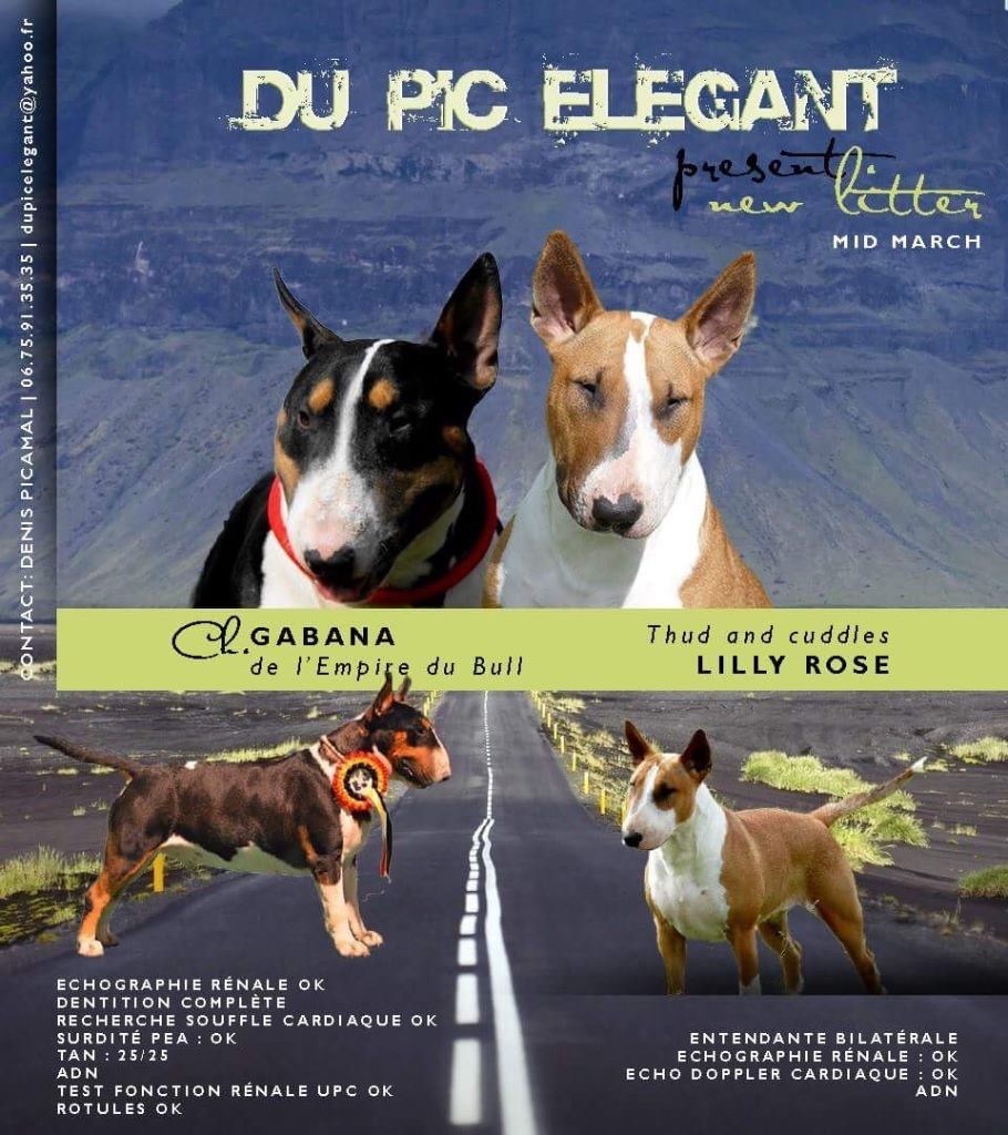chiot Bull Terrier Du Pic Elégant