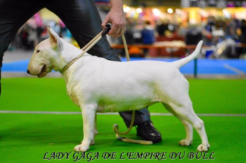 Lady gaga de l'Empire du Bull