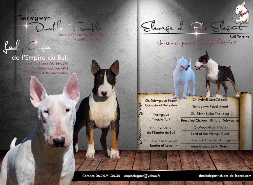 Du Pic Elégant - Des Bébés a la mi Juillet !!