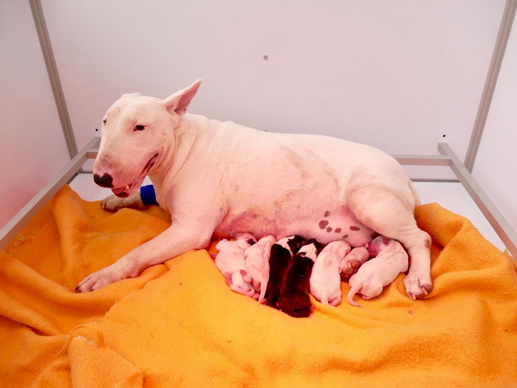 Du Pic Elégant - Les Bébés sont là !!!