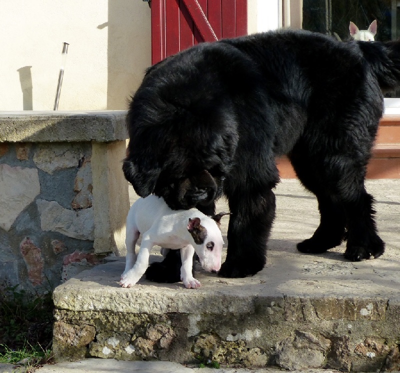Nos chiens